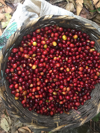 Stories from the field: Coffee from Huehuetenango