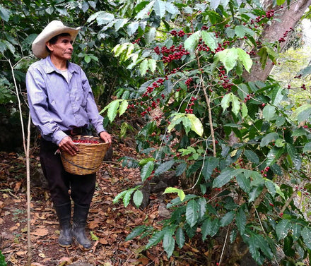 Our Barista in Guatemala