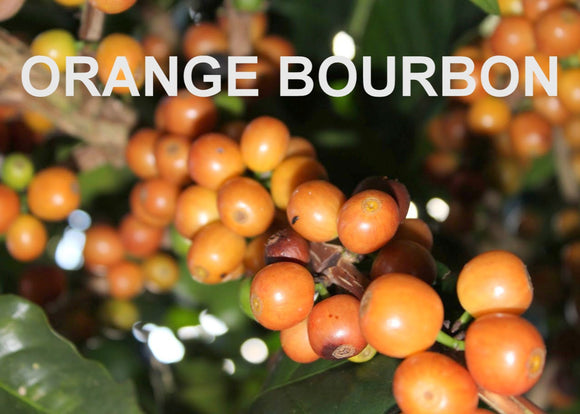 COLOMBIA - ORANGE BOURBON