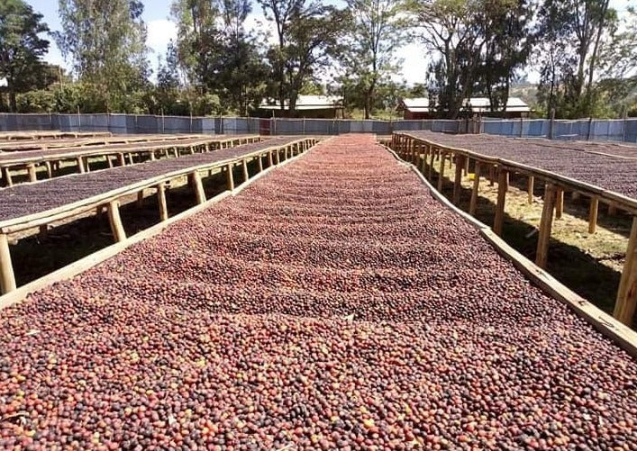 ETHIOPIA YIRGALEM NATURAL